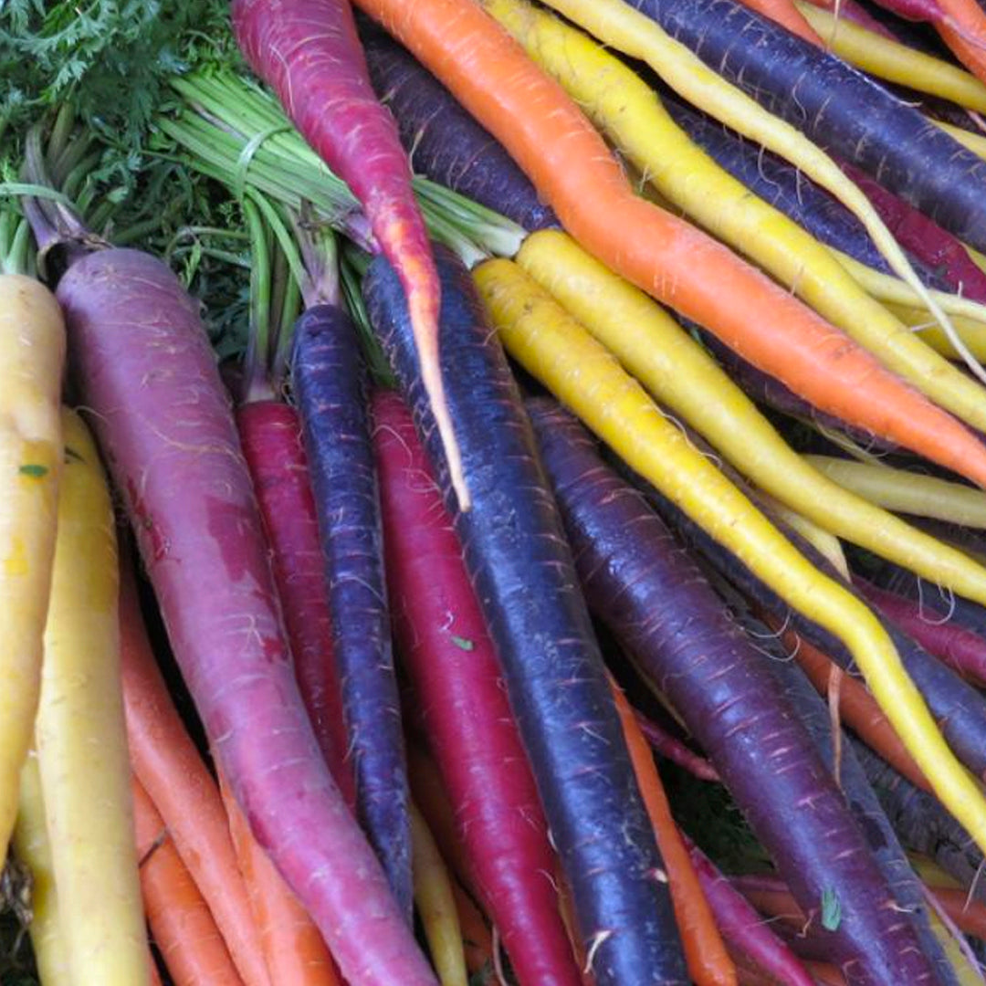 ZANAHORIA COLORES BABY